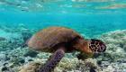 Подводный мир Му Ко Сурин (Mu Ko Surin National park) Большая морская черепаха