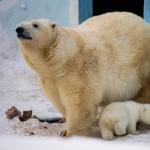 Веб-камеры новосибирска Веб камера новосибирский зоопарк белые медведи